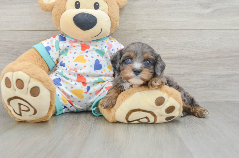 7 week old Cavapoo Puppy For Sale - Fairfield Furbabies