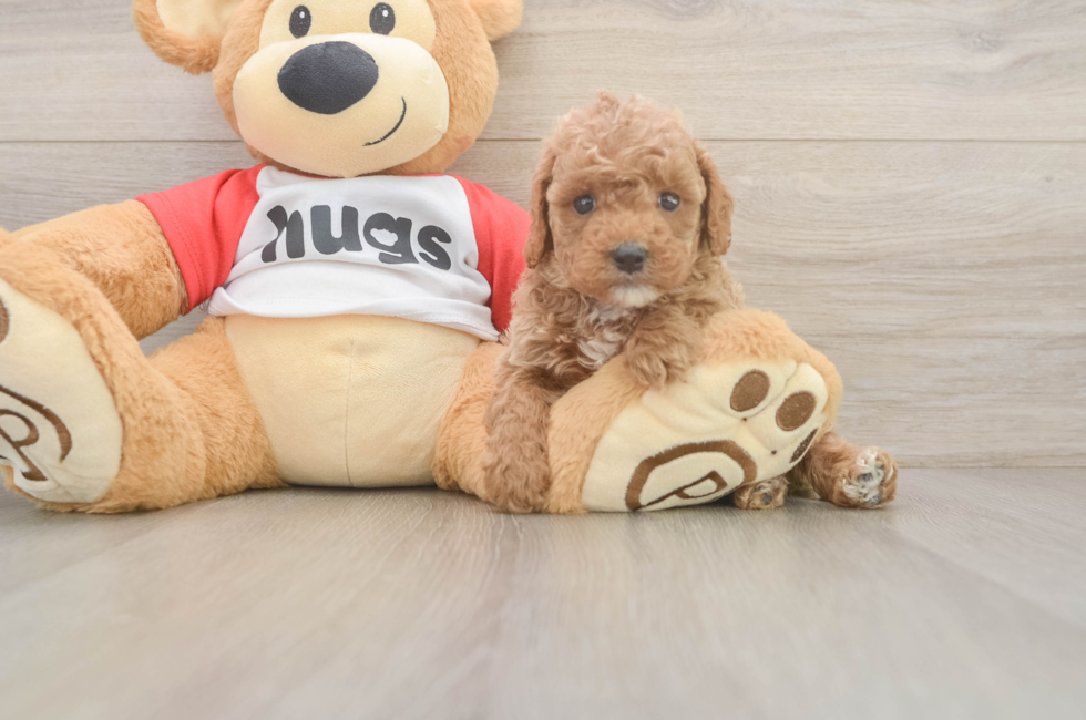 5 week old Cavapoo Puppy For Sale - Fairfield Furbabies