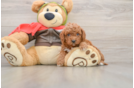 Cavapoo Puppy for Adoption