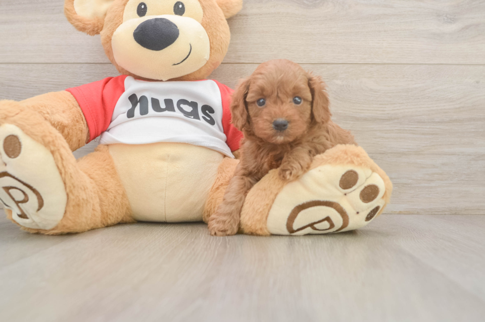 5 week old Cavapoo Puppy For Sale - Fairfield Furbabies