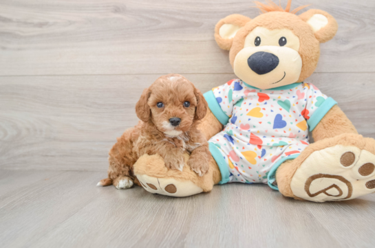 Best Cavapoo Baby