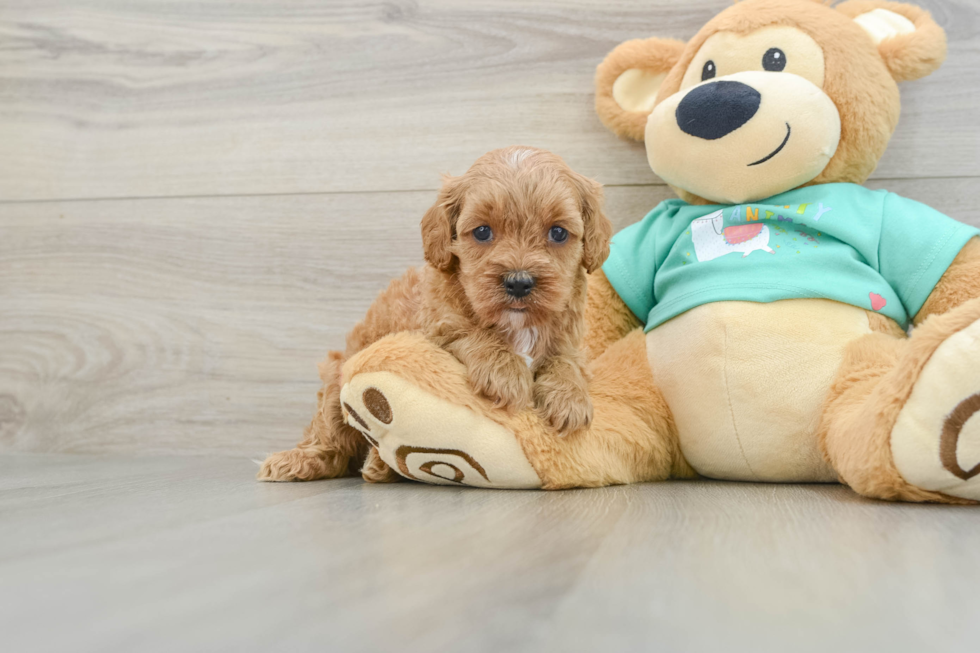 Best Cavapoo Baby
