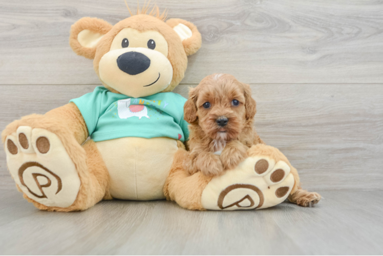 Cavapoo Puppy for Adoption