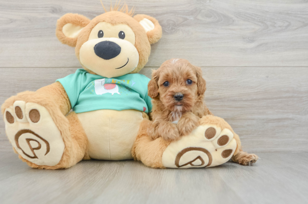 6 week old Cavapoo Puppy For Sale - Fairfield Furbabies