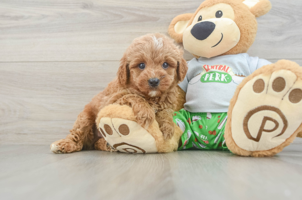 7 week old Cavapoo Puppy For Sale - Fairfield Furbabies