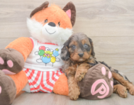 9 week old Cavapoo Puppy For Sale - Fairfield Furbabies