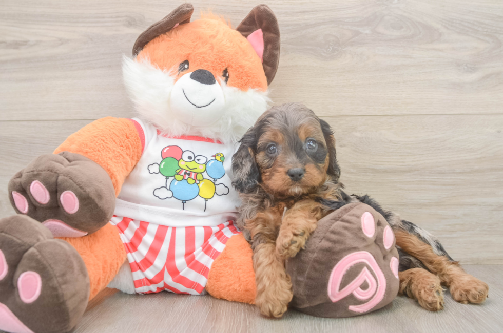9 week old Cavapoo Puppy For Sale - Fairfield Furbabies