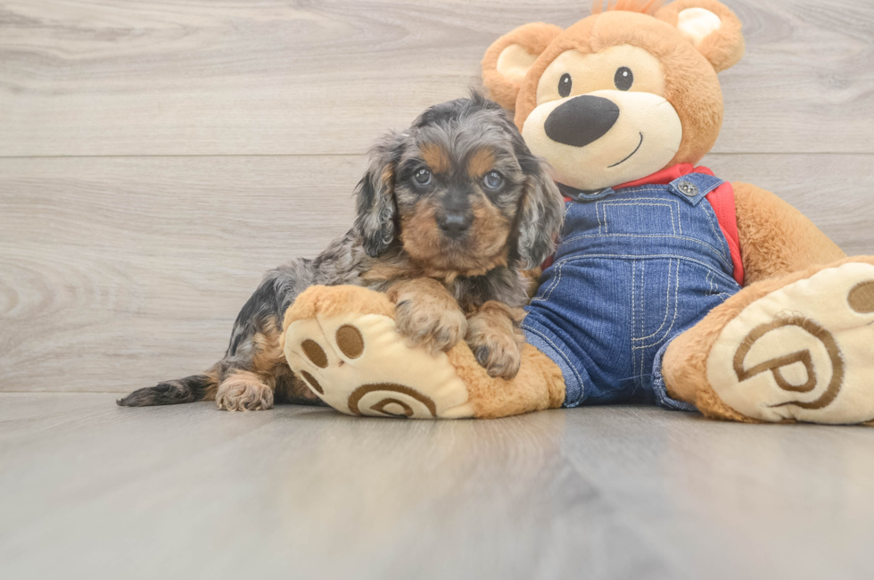 5 week old Cavapoo Puppy For Sale - Fairfield Furbabies