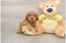 Cavapoo Pup Being Cute