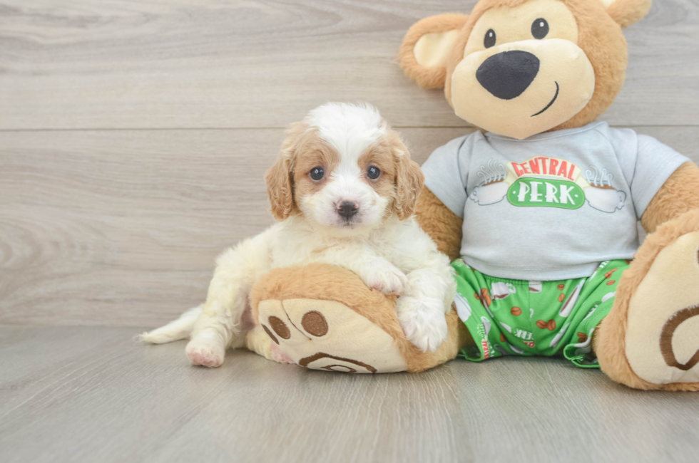7 week old Cavapoo Puppy For Sale - Fairfield Furbabies