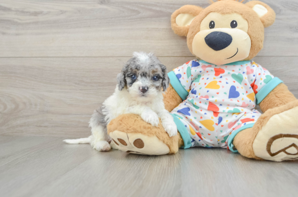 7 week old Cavapoo Puppy For Sale - Fairfield Furbabies