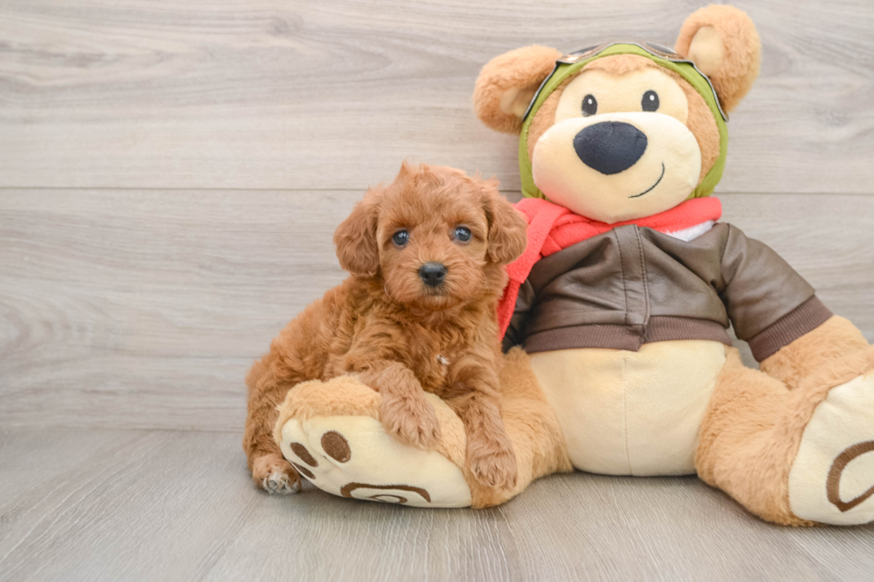 Petite Cavapoo Poodle Mix Pup