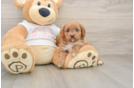 Cavapoo Puppy for Adoption