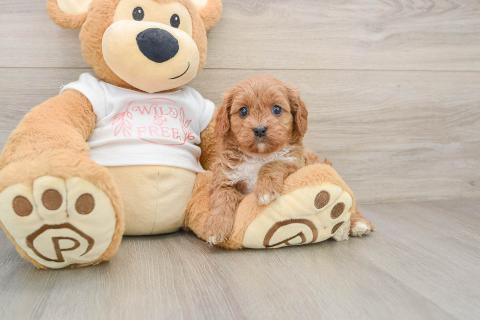 Cavapoo Puppy for Adoption