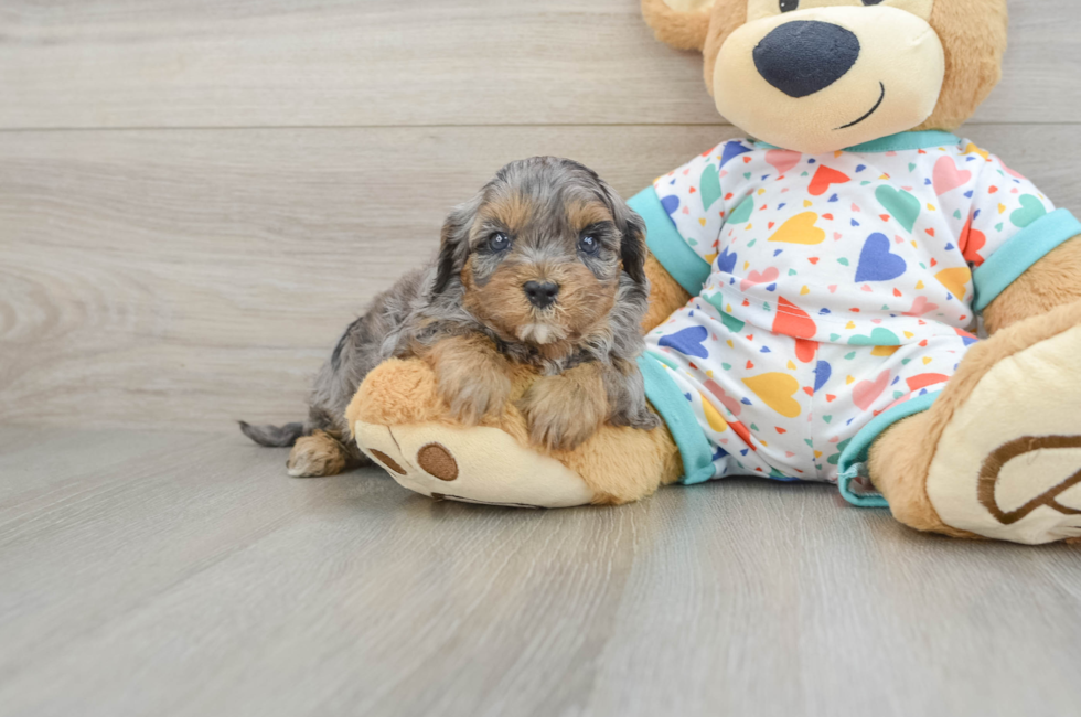 7 week old Cavapoo Puppy For Sale - Fairfield Furbabies