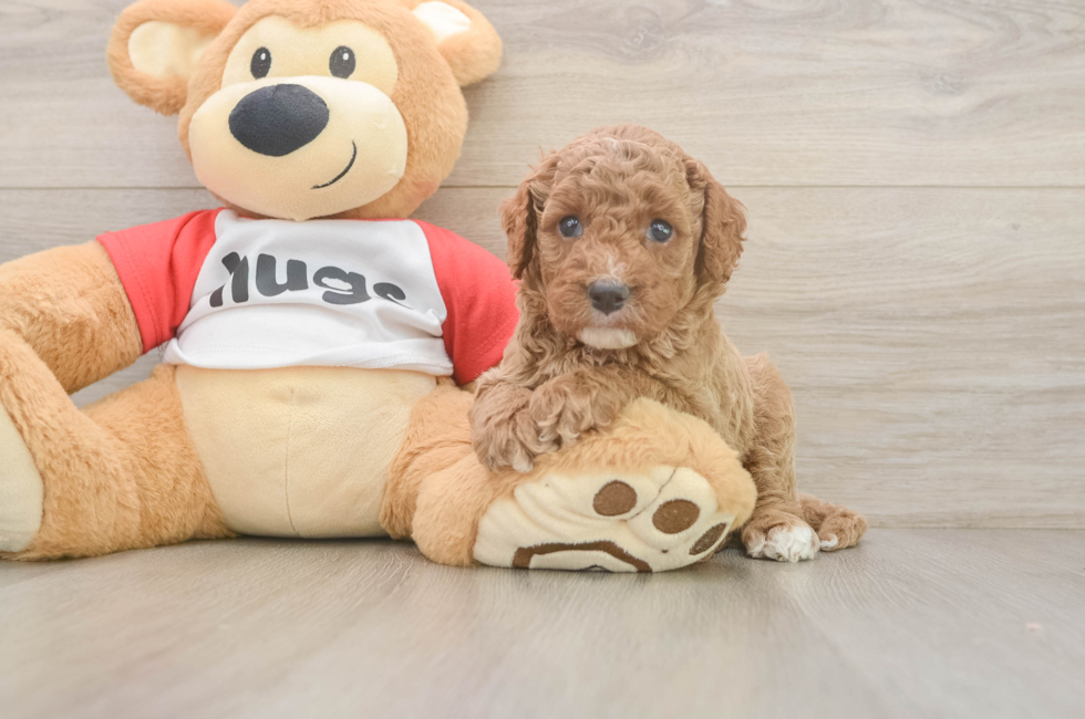 5 week old Cavapoo Puppy For Sale - Fairfield Furbabies