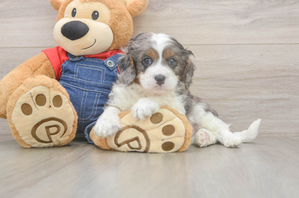 5 week old Cavapoo Puppy For Sale - Fairfield Furbabies