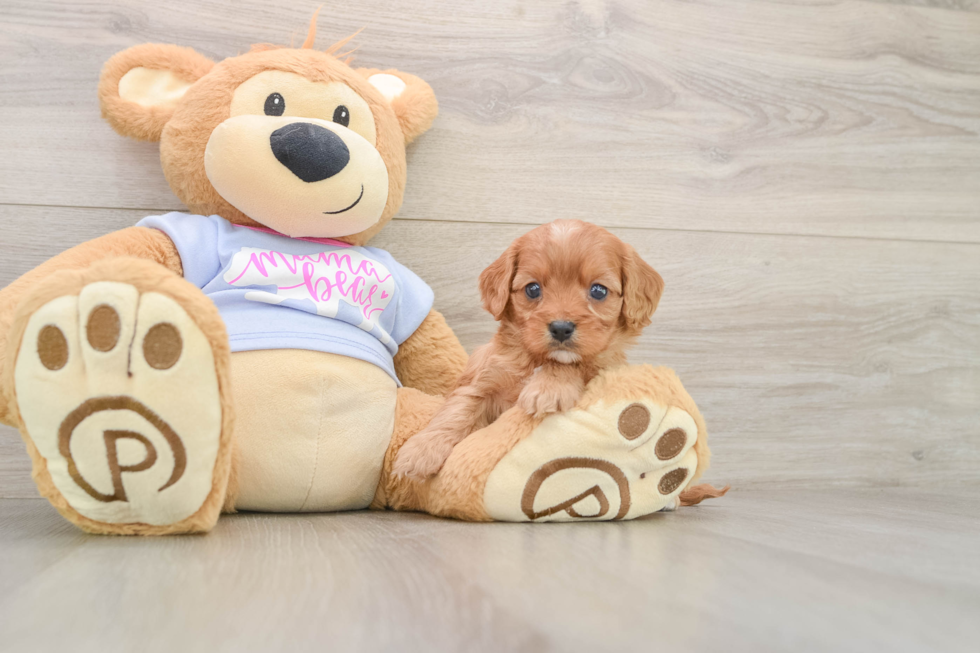 Best Cavapoo Baby