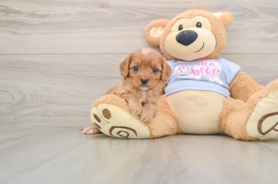 Cavapoo Pup Being Cute