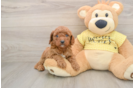 Best Cavapoo Baby
