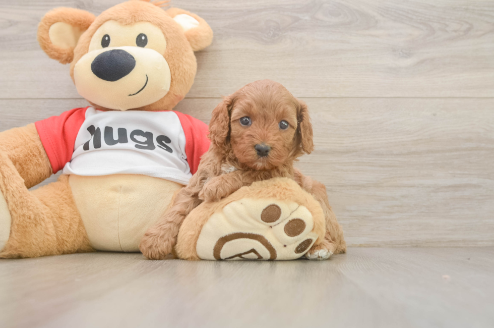 5 week old Cavapoo Puppy For Sale - Fairfield Furbabies