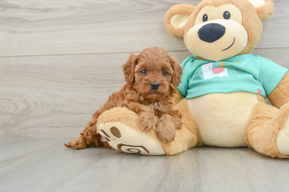 6 week old Cavapoo Puppy For Sale - Fairfield Furbabies