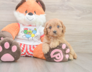 9 week old Cavapoo Puppy For Sale - Fairfield Furbabies