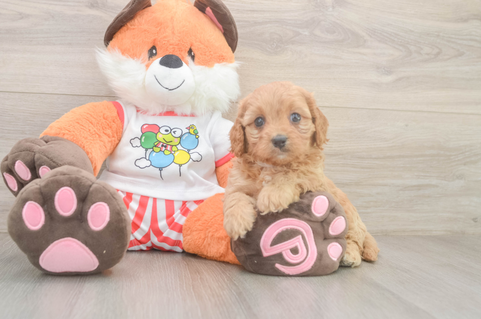 9 week old Cavapoo Puppy For Sale - Fairfield Furbabies