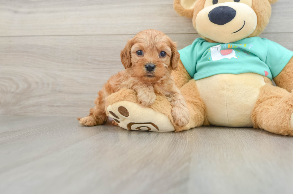 6 week old Cavapoo Puppy For Sale - Fairfield Furbabies