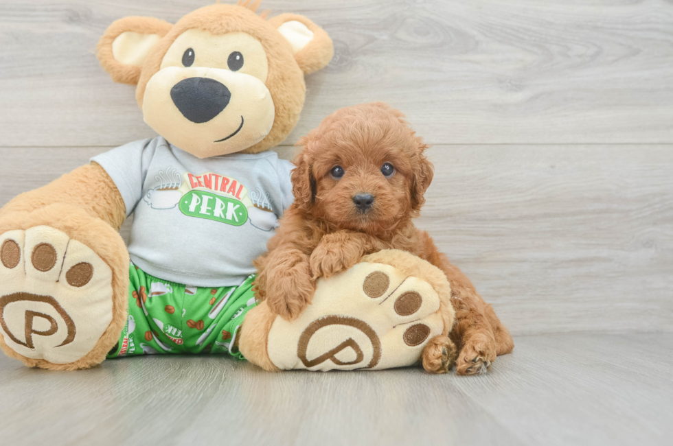 7 week old Cavapoo Puppy For Sale - Fairfield Furbabies