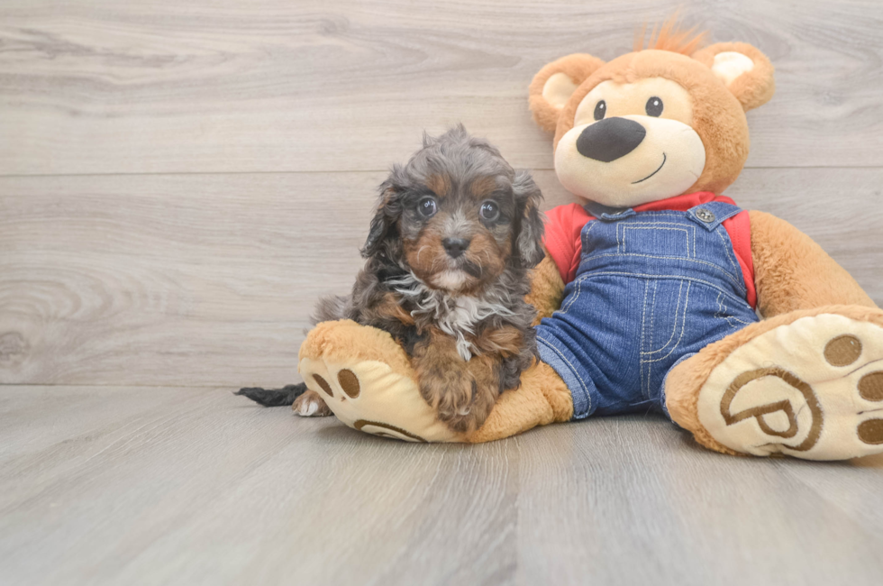 5 week old Cavapoo Puppy For Sale - Fairfield Furbabies