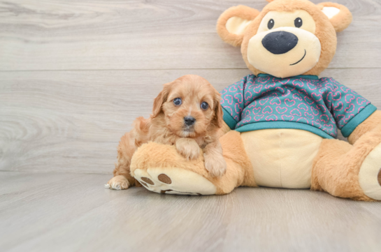 Happy Cavapoo Baby