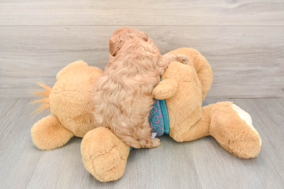 Smart Cavapoo Poodle Mix Pup