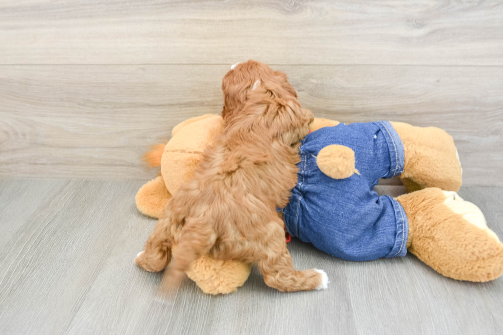 Cavapoo Puppy for Adoption