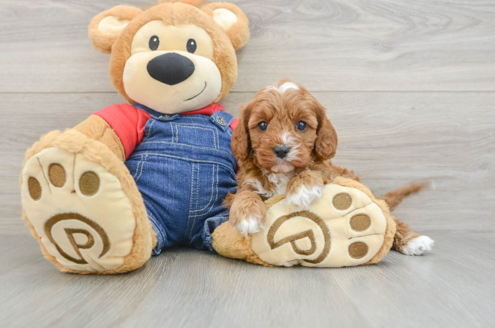 5 week old Cavapoo Puppy For Sale - Fairfield Furbabies