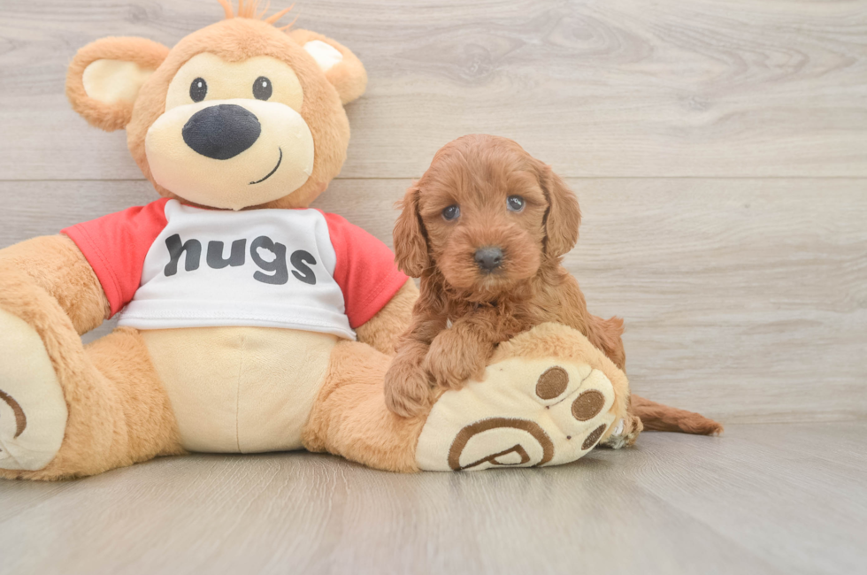 5 week old Cavapoo Puppy For Sale - Fairfield Furbabies