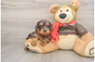 Cavapoo Puppy for Adoption