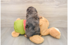Cavapoo Puppy for Adoption