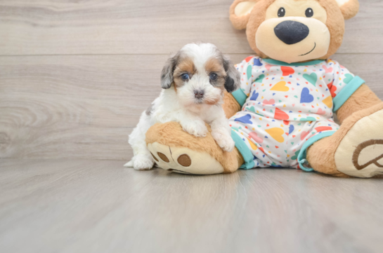 MADONNA, a Cavapoo littermate