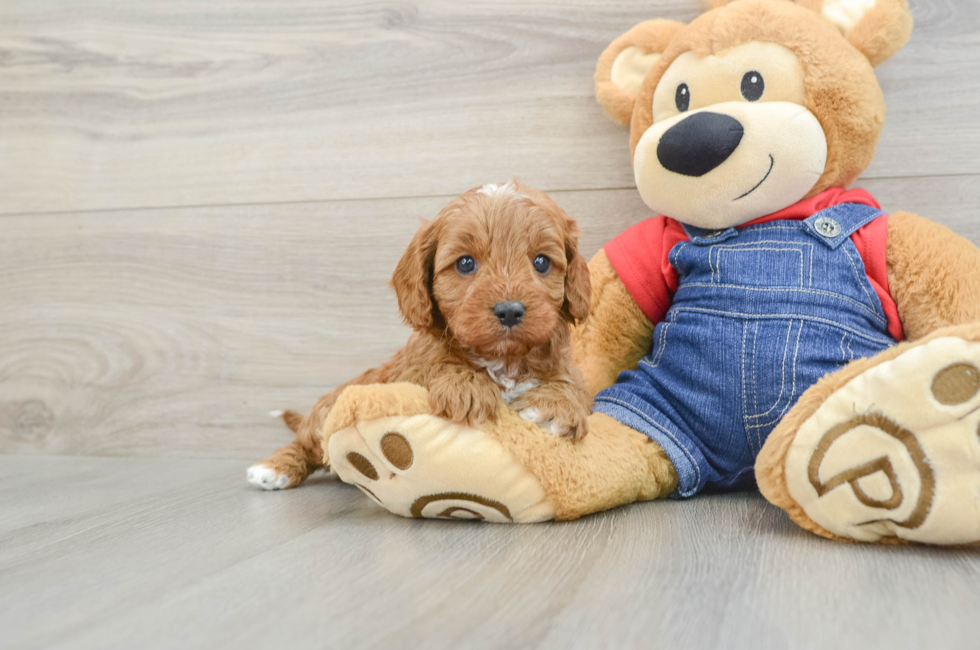 5 week old Cavapoo Puppy For Sale - Fairfield Furbabies