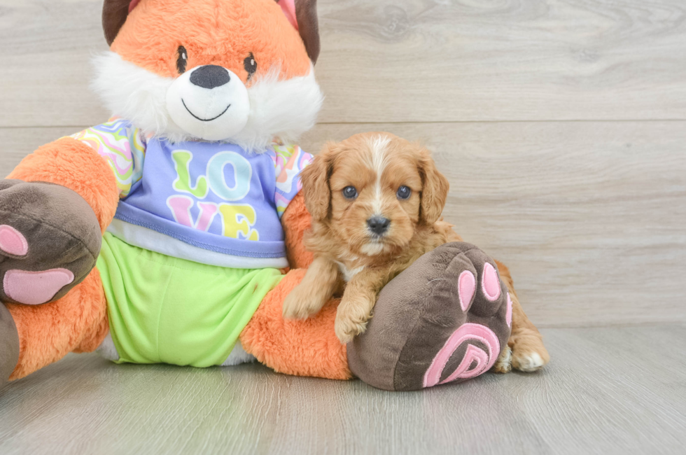 5 week old Cavapoo Puppy For Sale - Fairfield Furbabies