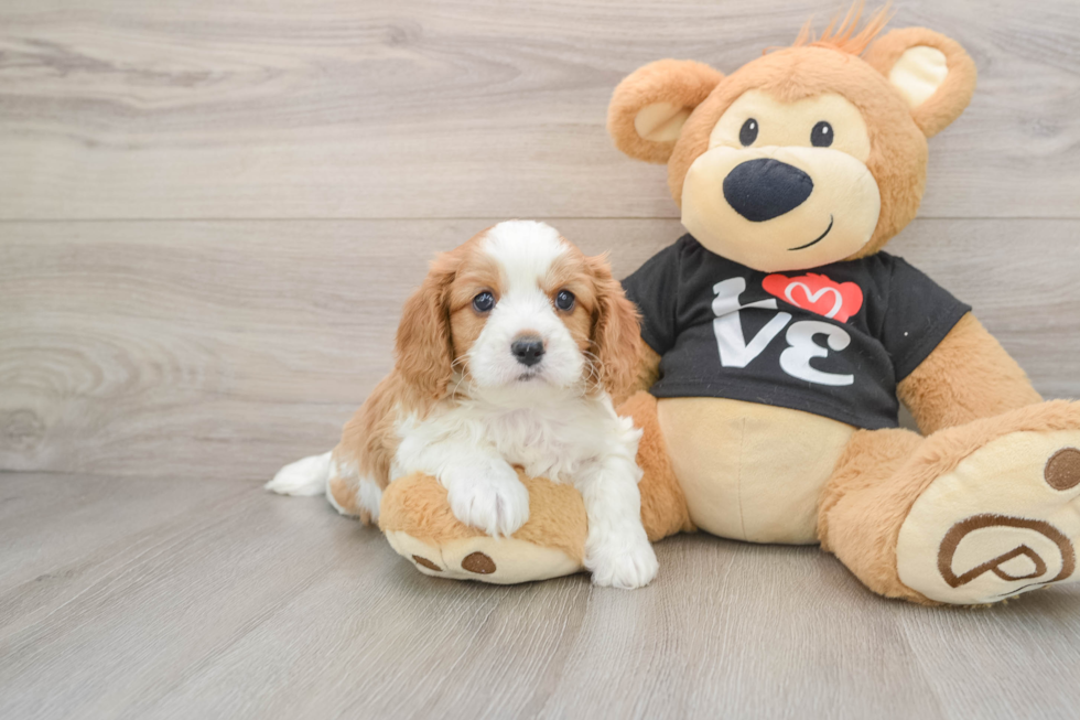 Playful Cavapoodle Poodle Mix Puppy