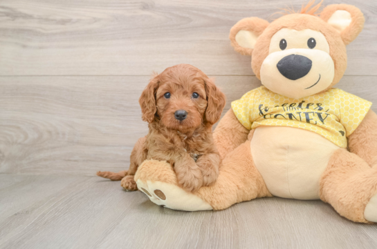 MARCELO, a Cavapoo littermate