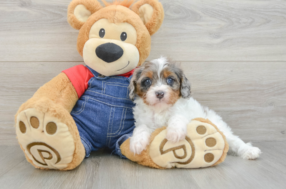 6 week old Cavapoo Puppy For Sale - Fairfield Furbabies