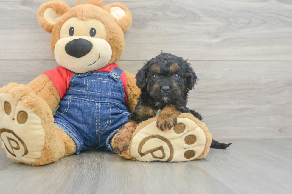 7 week old Cavapoo Puppy For Sale - Fairfield Furbabies