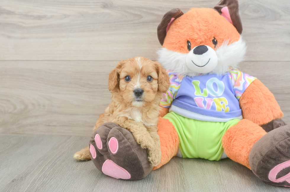 5 week old Cavapoo Puppy For Sale - Fairfield Furbabies