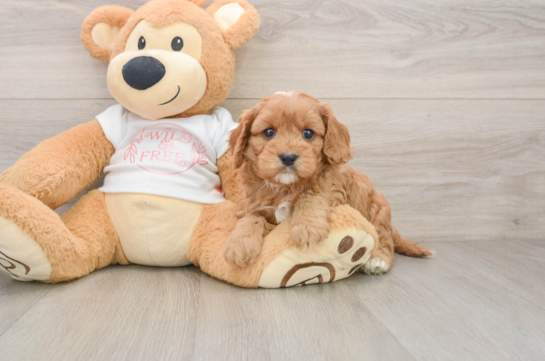 MARCUS, a Cavapoo littermate