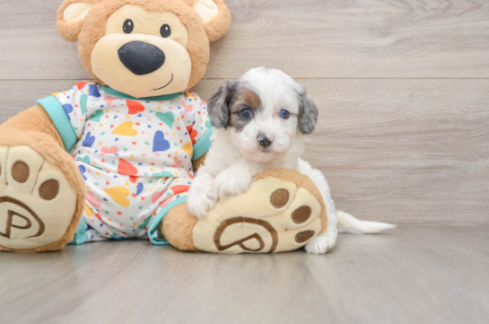 MARCUS, a Cavapoo littermate