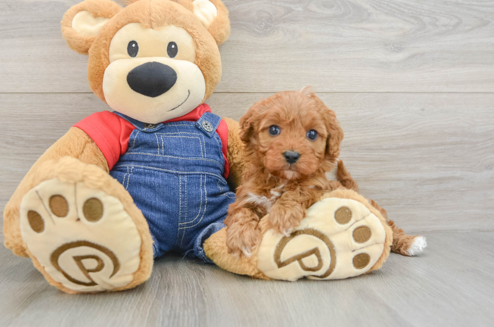 5 week old Cavapoo Puppy For Sale - Fairfield Furbabies