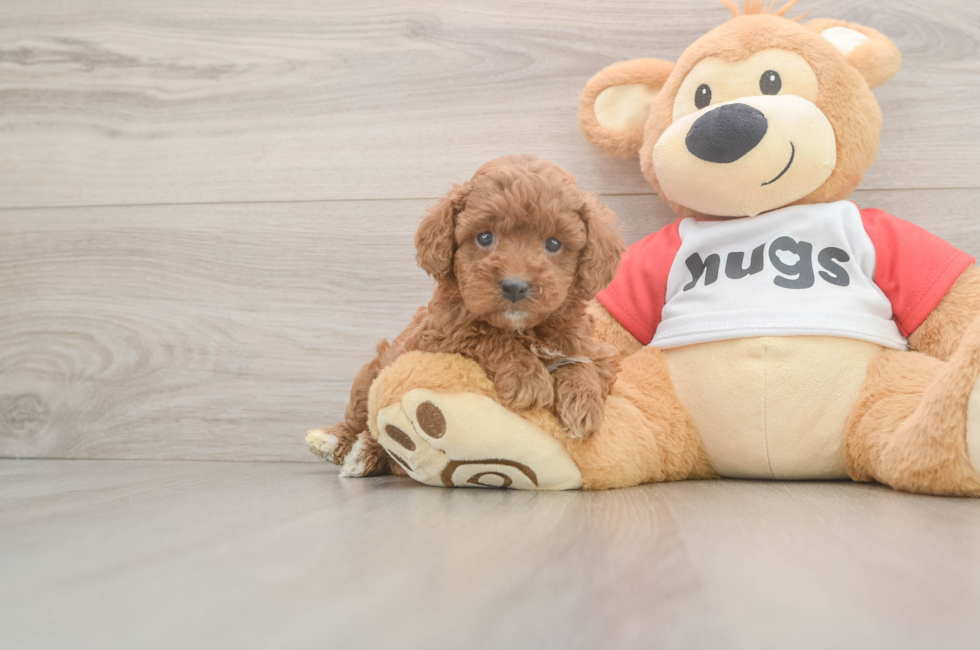 5 week old Cavapoo Puppy For Sale - Fairfield Furbabies